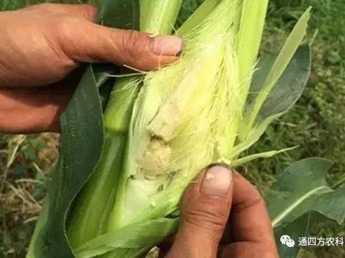 ���׶d���c�՗U��ԭ����