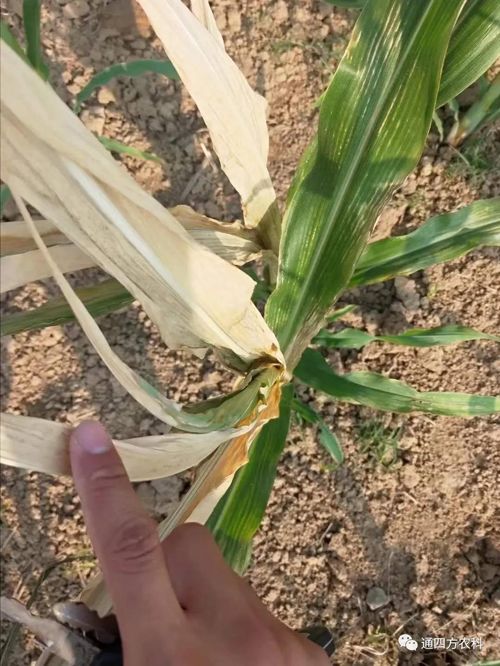 ���쵽����������ģʽ���_������������ɶΣ��������A(y��)����