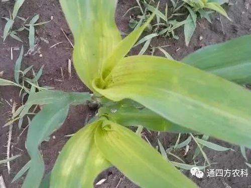 ���הQ����ô�k����ץ�o��Q��Ӱ푮a(ch��n)��!!!